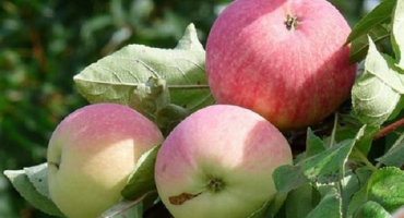 Popis a charakteristika jabloně melba, výška stromu a doba zrání, péče